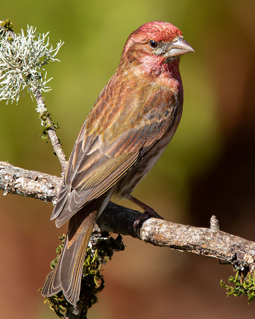 Purple Finch